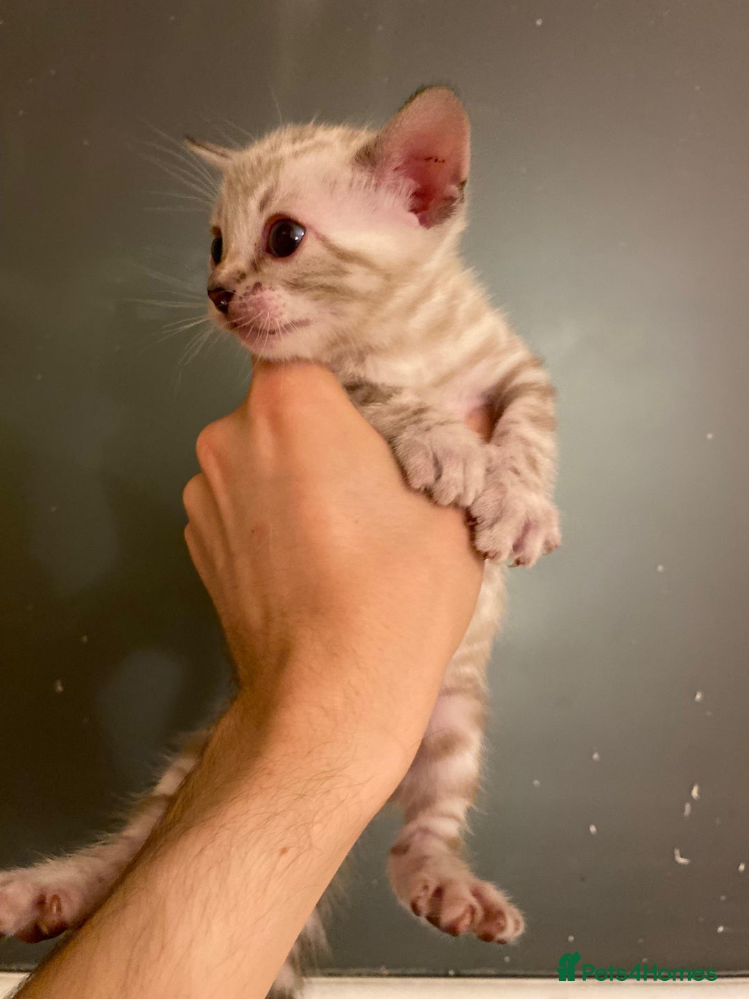 Bengal cats for sale: 🔥✨ Pedigree TICA-Registered Bengal Kittens - Image 23