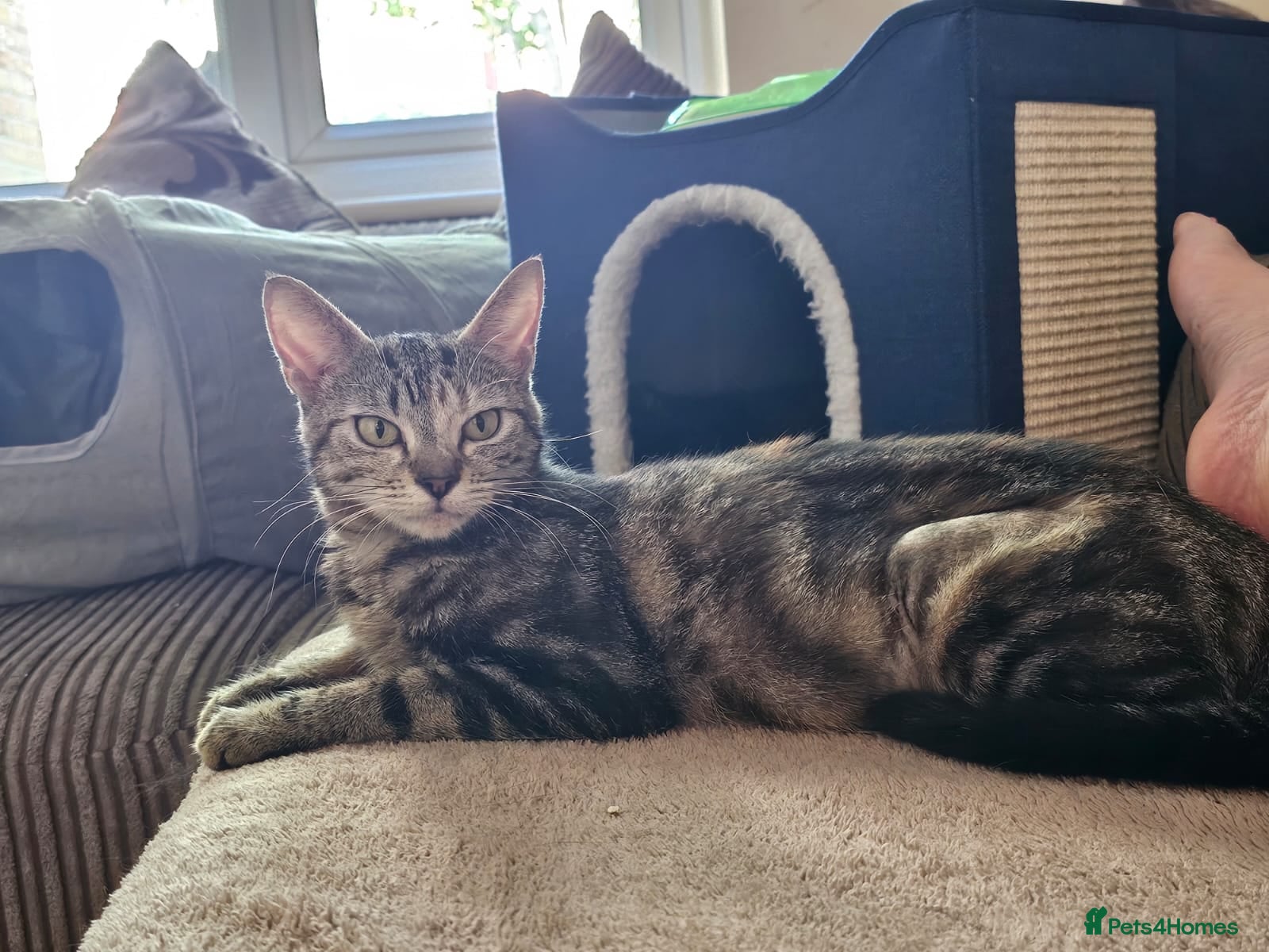 Domestic Shorthair cats Rescue Cat Looking for a Forever Home – Meet Chime - Advert 16