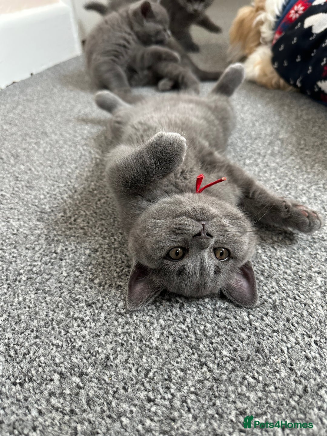 British Shorthair cats for sale: British short hair kittens - Advert 10