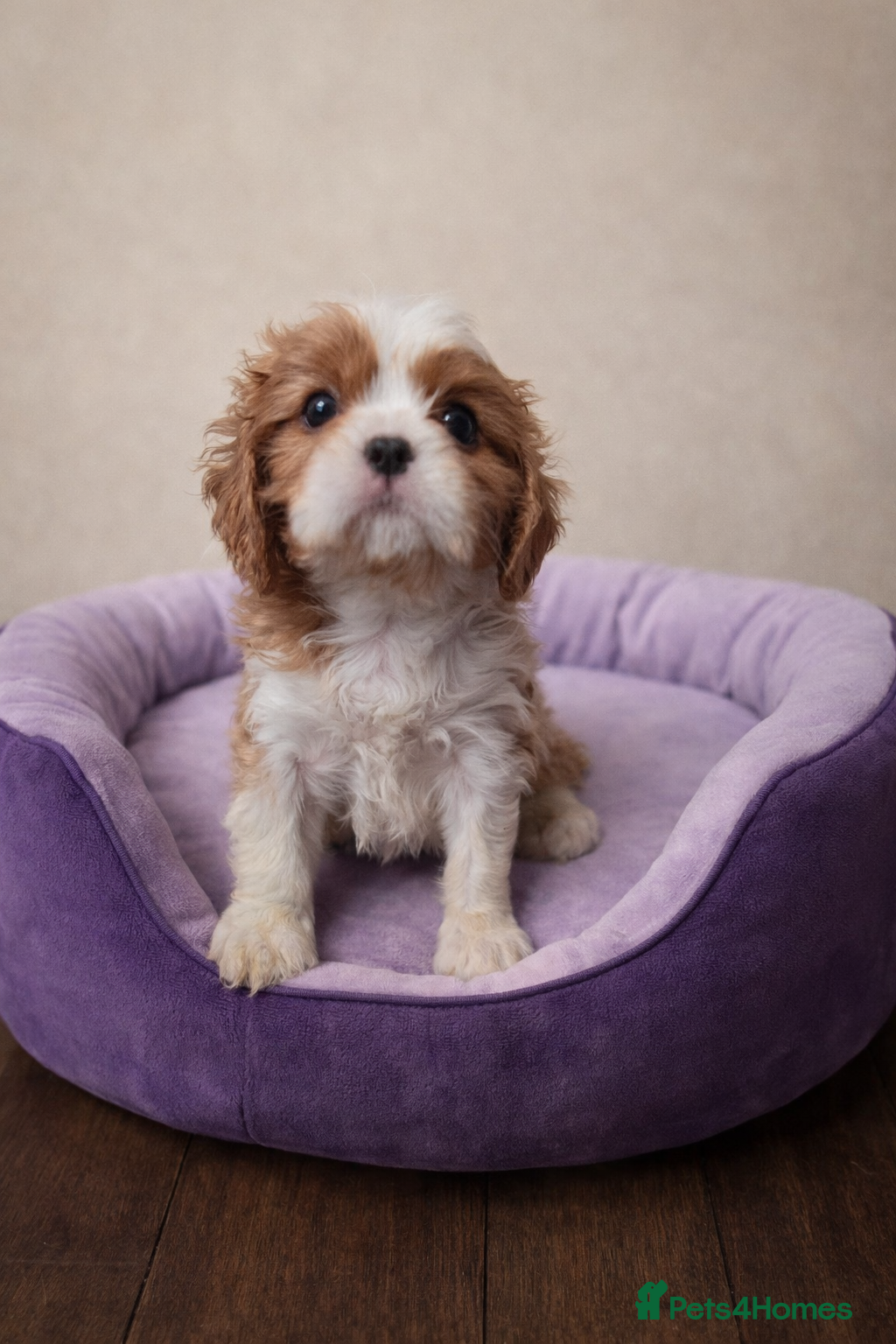 Cavalier King Charles Spaniel dogs ✨️ KC Registered Cavaliers Ruby & Blenheim boys - Advert 2