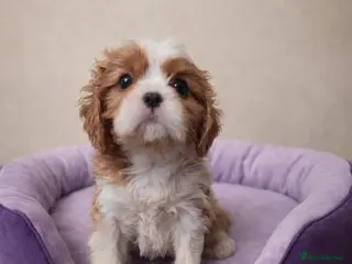 Cavalier King Charles Spaniel dogs ✨️ KC Registered Cavaliers Ruby & Blenheim boys - Advert 2