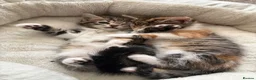 Mixed Breed cats for sale: Kittens for sale  - Advert 13