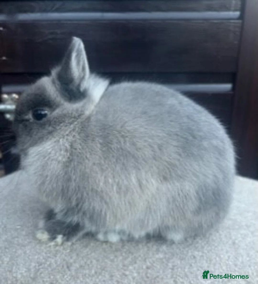 Netherland Dwarf rabbits for sale: Netherland Dwarf Marten Smoke DOE - Advert 1