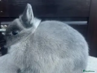Netherland Dwarf rabbits Netherland Dwarf Marten Smoke DOE - Advert 17