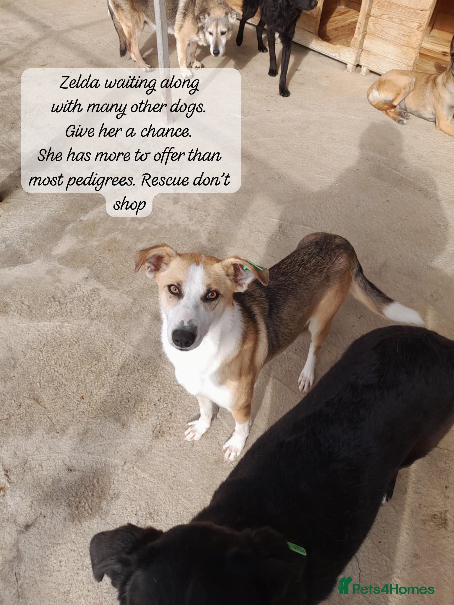 Mixed Breed dogs Zelda, 3 yrs old approx. Available for adoption. - Advert 10