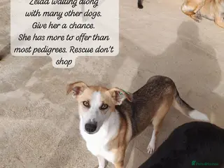 Mixed Breed dogs Zelda, 3 yrs old approx. Available for adoption. - Advert 10