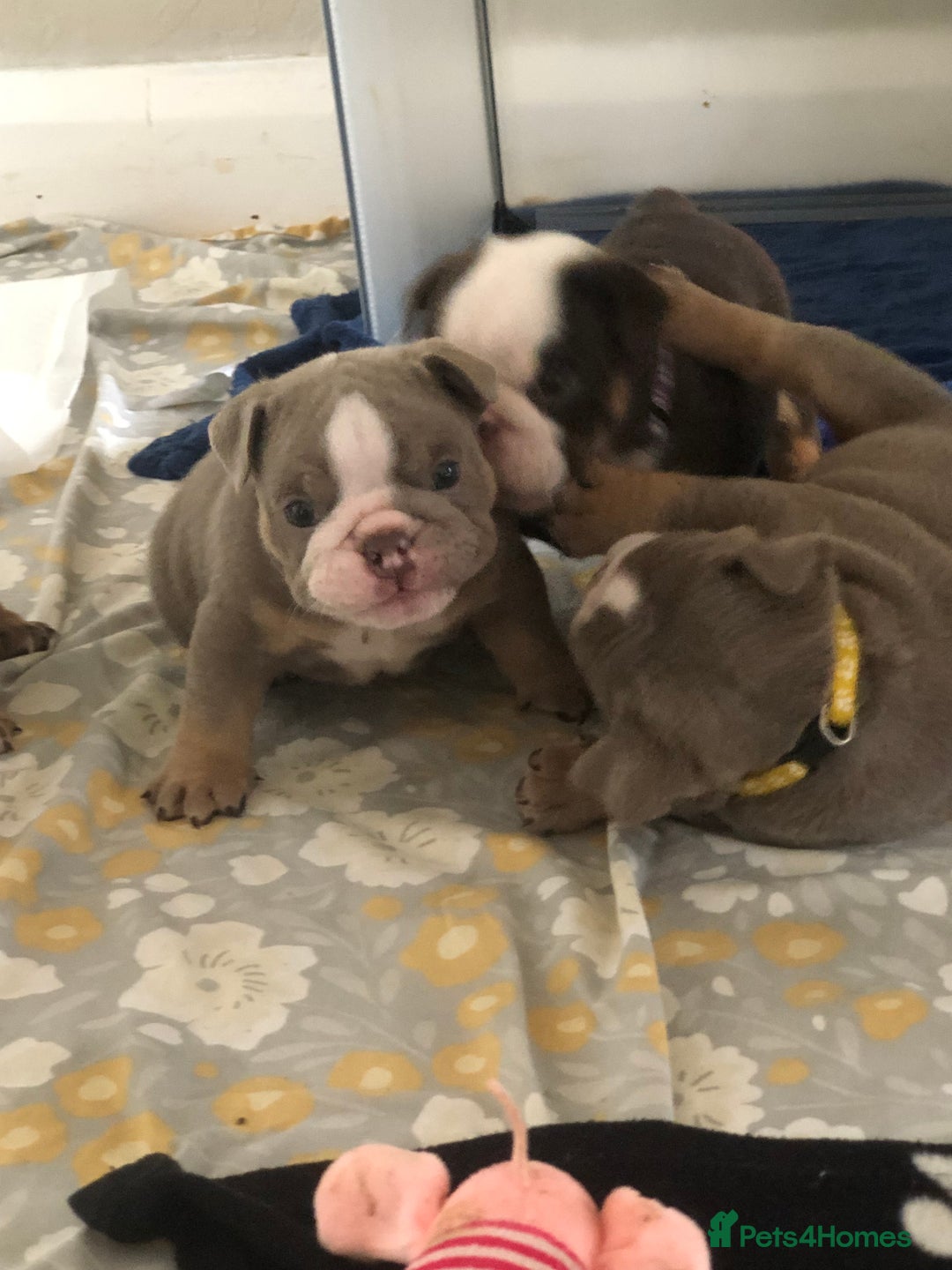 English Bulldog dogs for sale: Stunning English bulldogs - Image 16