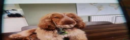 Cocker Spaniel dogs for sale: Gorgeous KC Health Tested Show Pups - Advert 7