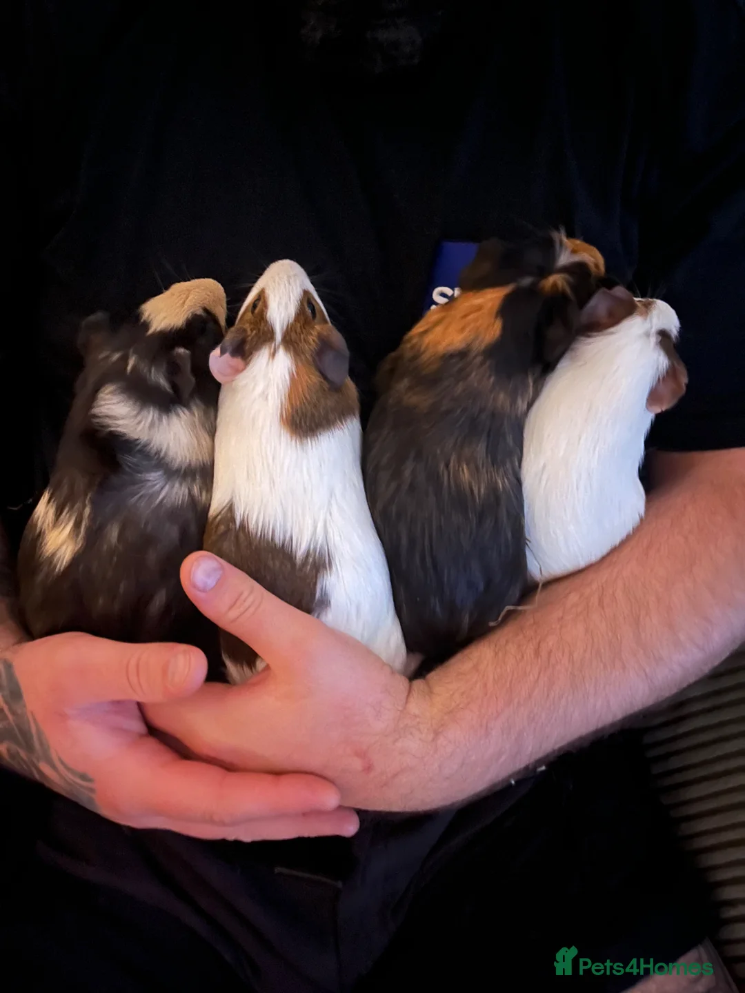 Guinea Pig rodents for sale: 4 male piggies - Advert 2