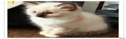 Ragdoll cats for sale: 6 cute pure breed Ragdoll kittens 2 boys 4 girls  - Advert 10