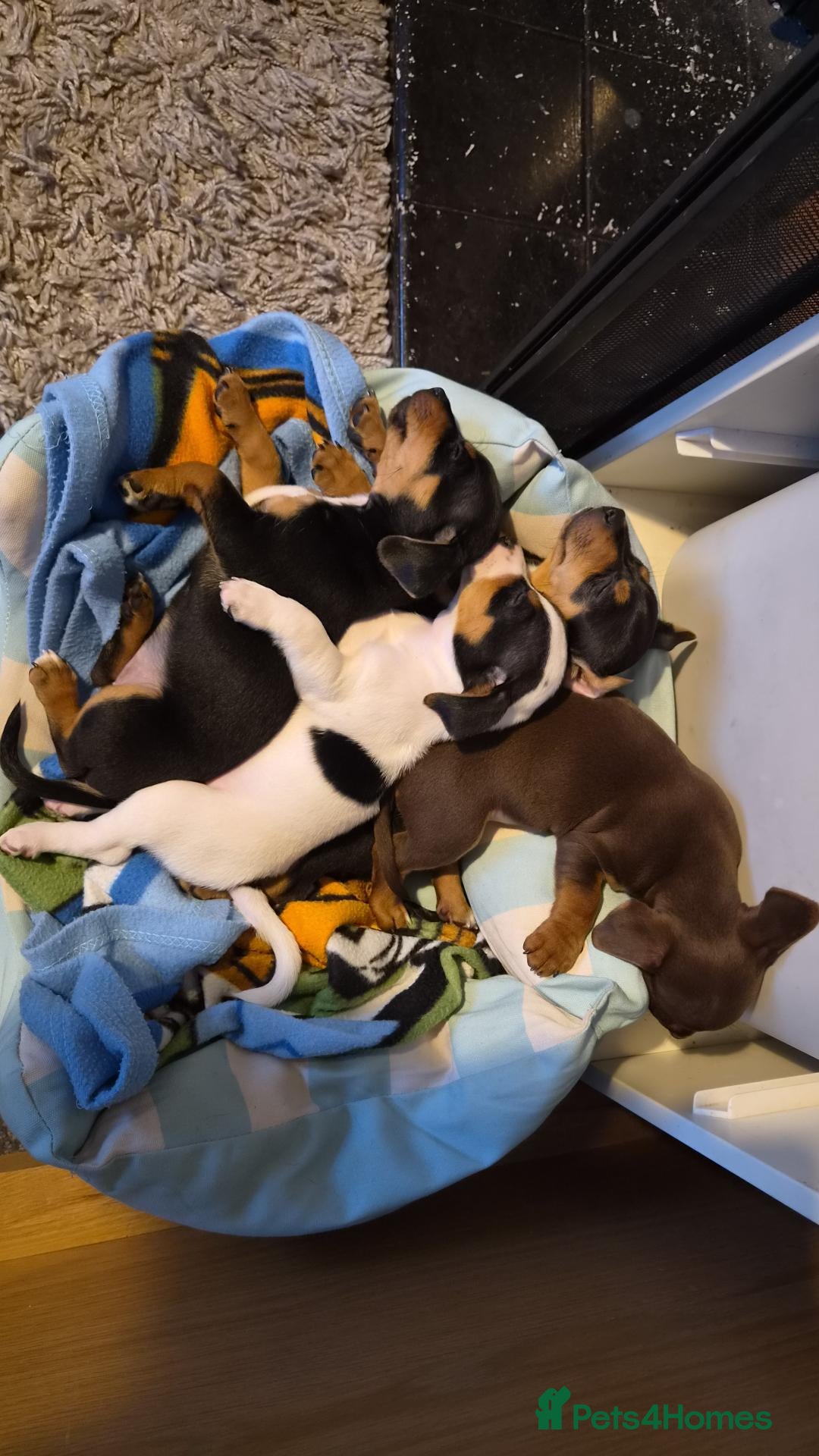 Jack Russell dogs Jack russell puppies - Advert 5