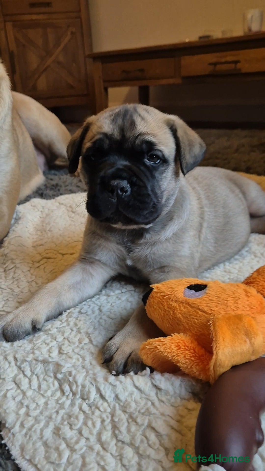 Bullmastiff dogs Beautiful Bullmastiff Puppies  - Advert 1