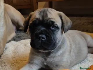 Bullmastiff dogs Beautiful Bullmastiff Puppies - Advert 1