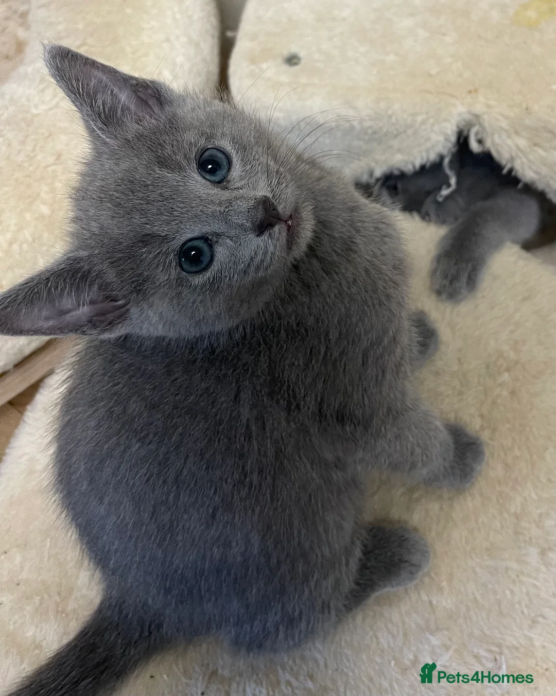 Russian Blue cats for sale: Registered Russian kittens  - Advert 2