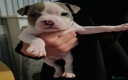 American Bully dogs for sale: Beautiful amarican pocket bullys  - Advert 3