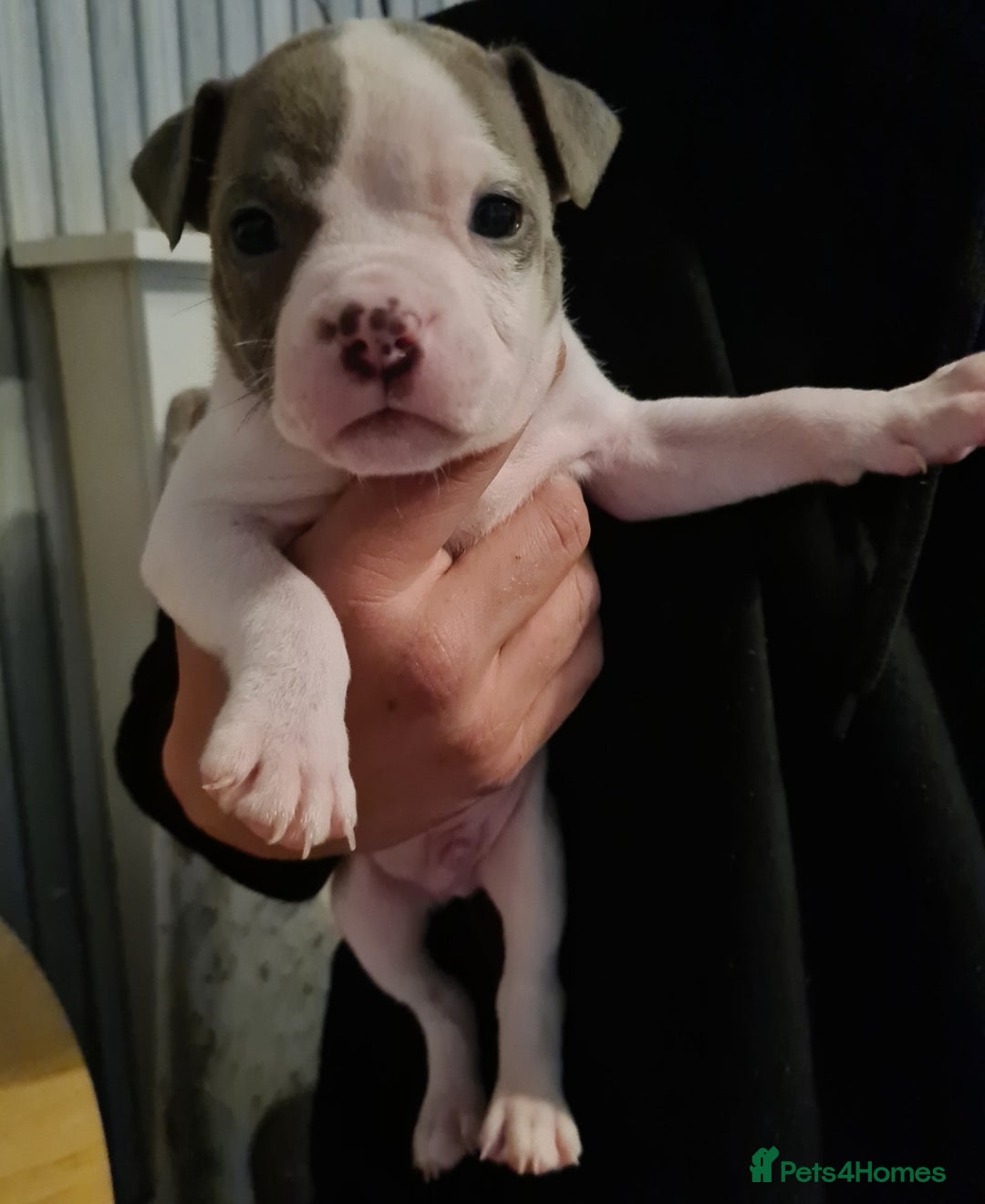 American Bully dogs for sale: Beautiful amarican pocket bullys  - Advert 3