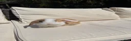 Mini Lop rabbits for sale: Mini lop babies - Advert 11