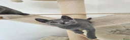 Russian Blue cats for sale: 💥PRICE REDUCED – Russian Blue, TICA - Advert 10