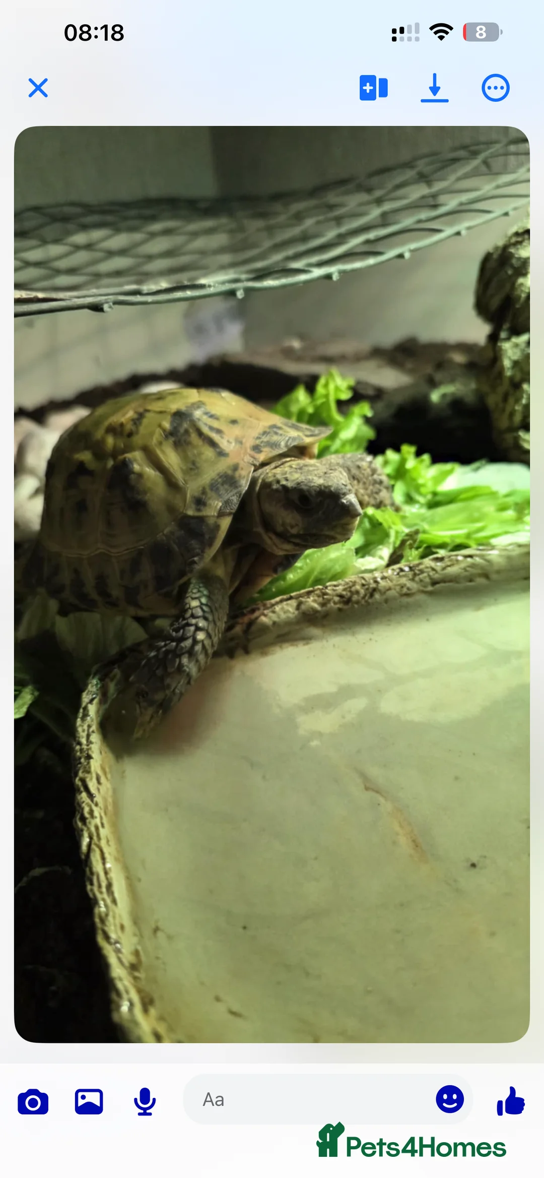 Tortoise reptiles for sale: Horsefield Tortoise - chompers in Ellesmere Port - Advert 3