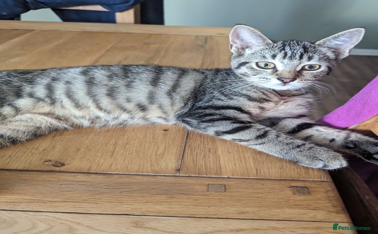 Domestic Shorthair cats - Advert 3