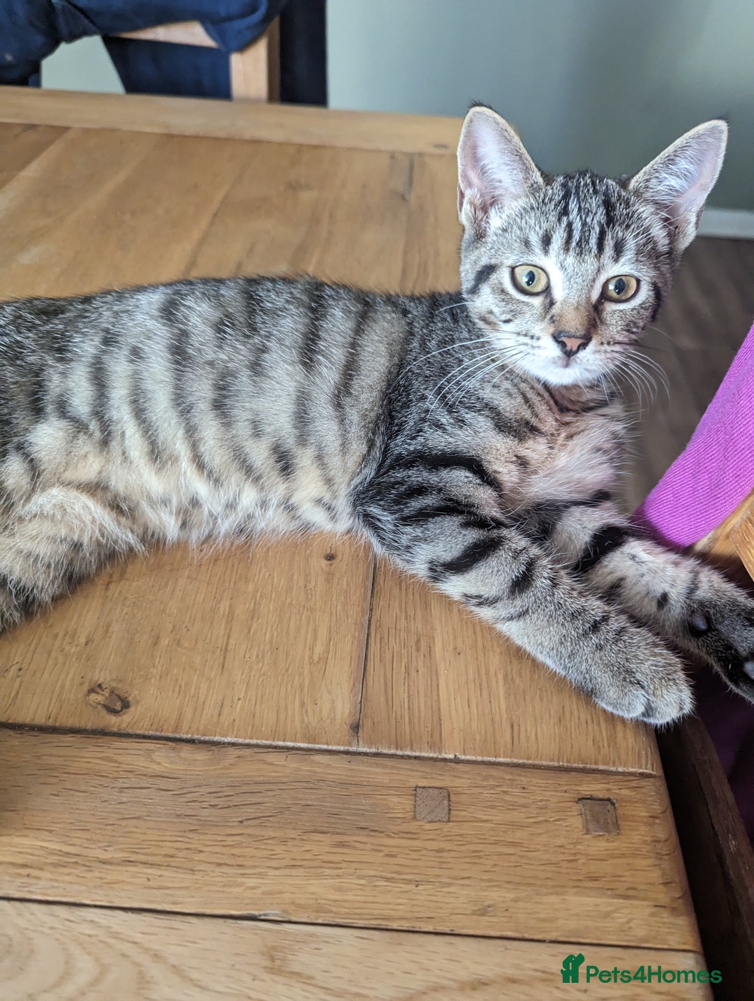Domestic Shorthair cats for sale: Kittens for rehoming  - Image 1