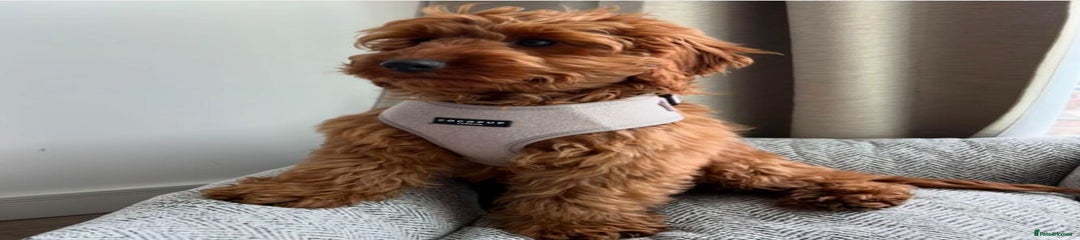 Adorable Cockapoo Bentley Needs a Loving Home