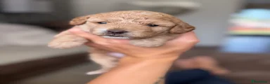Jackapoo 1