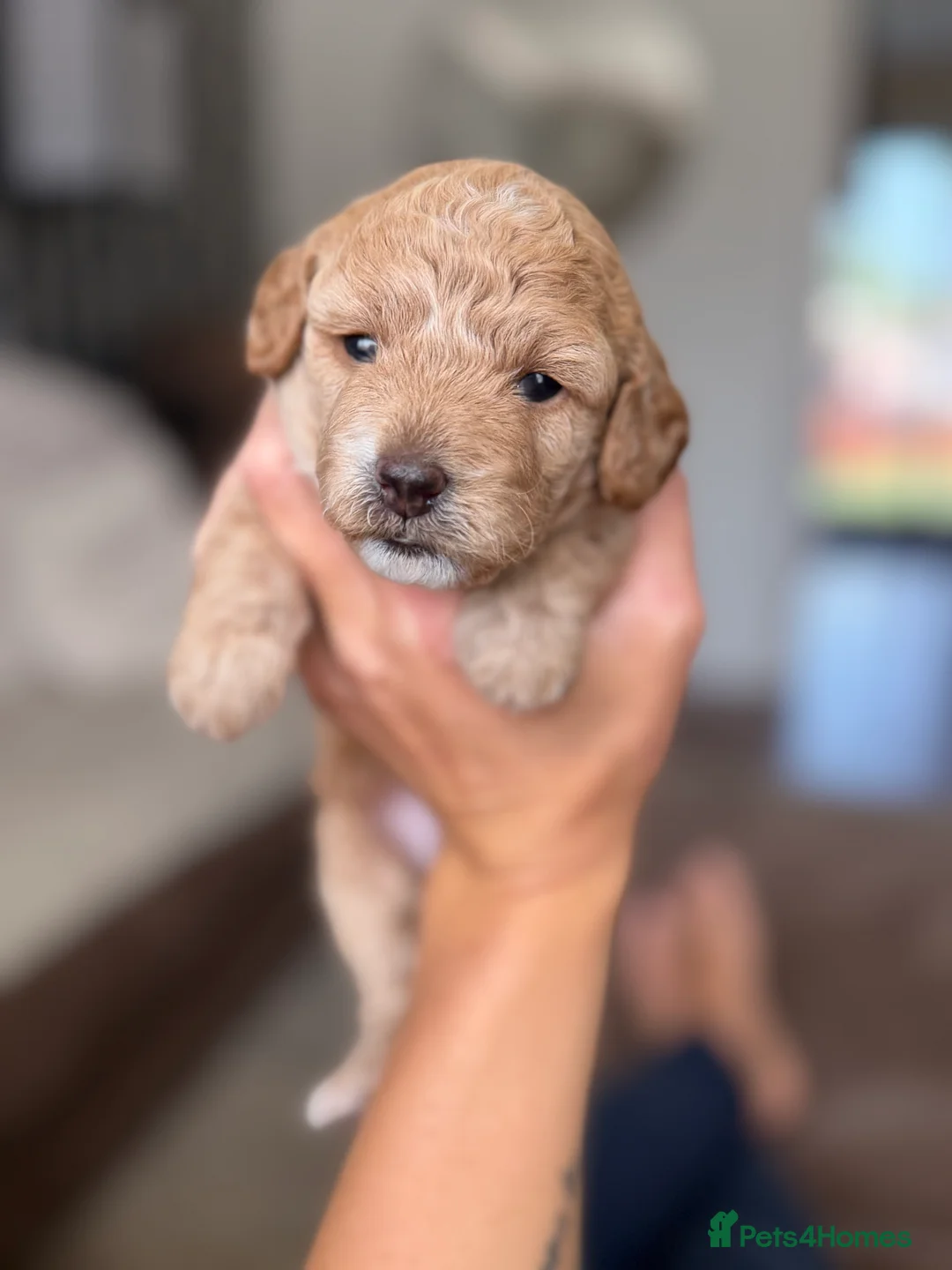 Jackapoo dogs for sale: Jackapoo Puppies - Advert 21