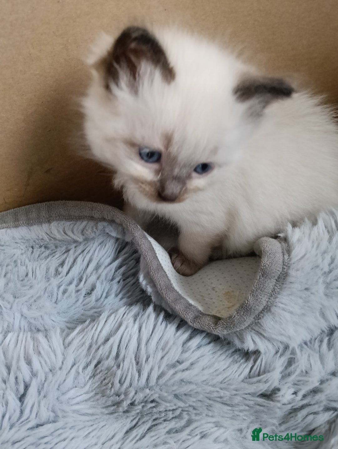 Ragdoll cats for sale: GCCF registered pedigree ragdoll kittens  - Advert 19
