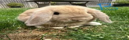 Mini Lop rabbits for sale: Mini Lop Rabbits For Sale  - Advert 32