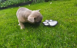 French Bulldog dogs for sale: Beautiful Blue French Bulldog  - Image 8