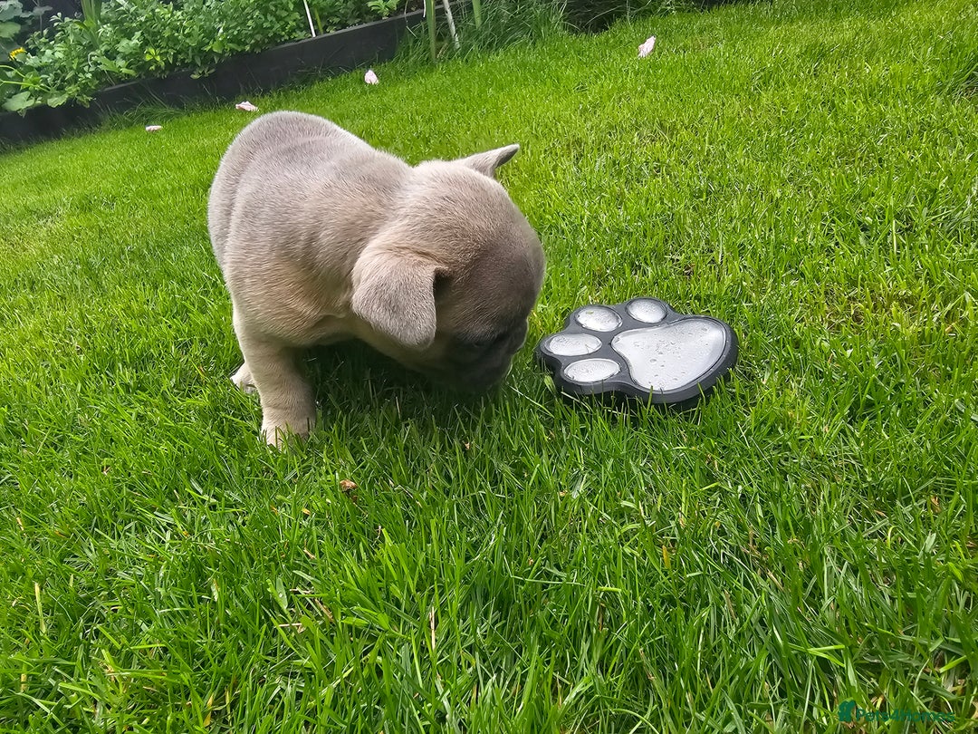 French Bulldog dogs for sale: Beautiful Blue French Bulldog  - Image 8
