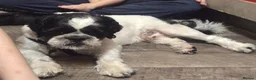 Shih Tzu dogs for sale: Shih tzu - Advert 1