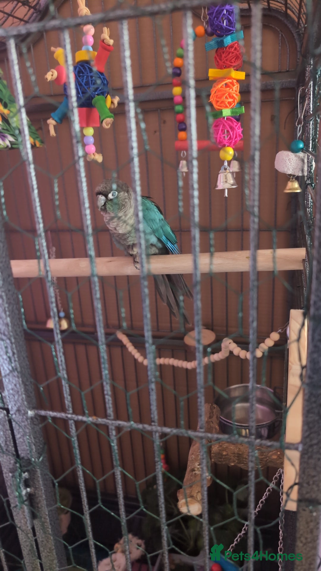 Conures birds for sale: Turquoise conure parrot  - Advert 2