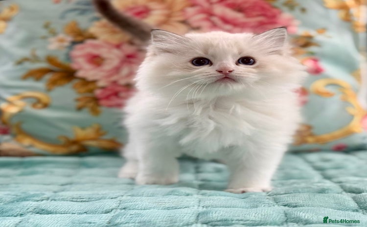 Ragdoll cats - Advert 4