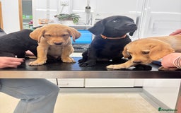 Labrador Retriever dogs for sale: Fully health tested kc reg Labrador puppies  - Image 3