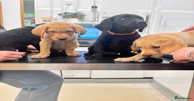Labrador Retriever dogs - Advert 11