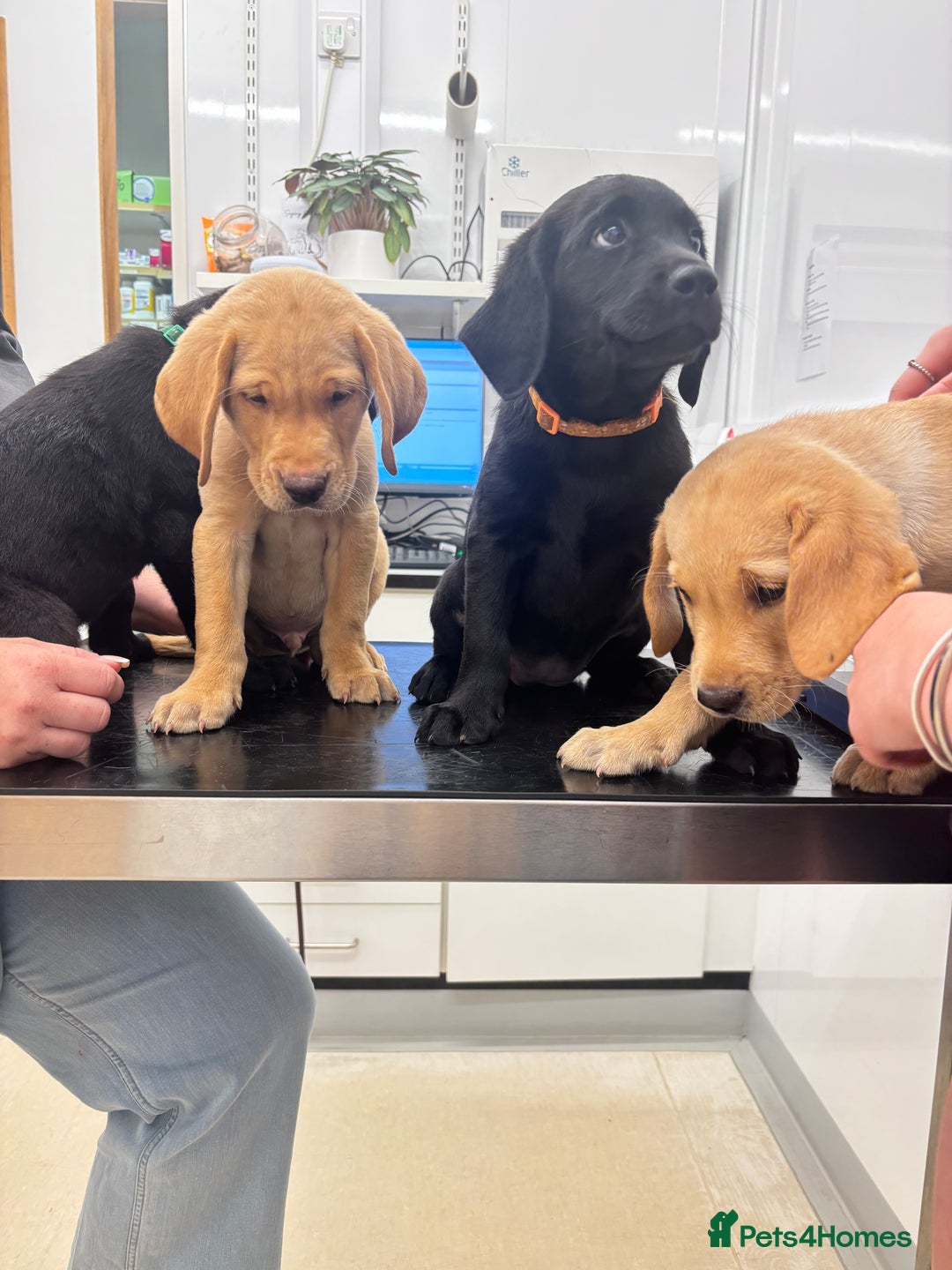 Labrador Retriever dogs for sale: Fully health tested kc reg Labrador puppies  - Image 3