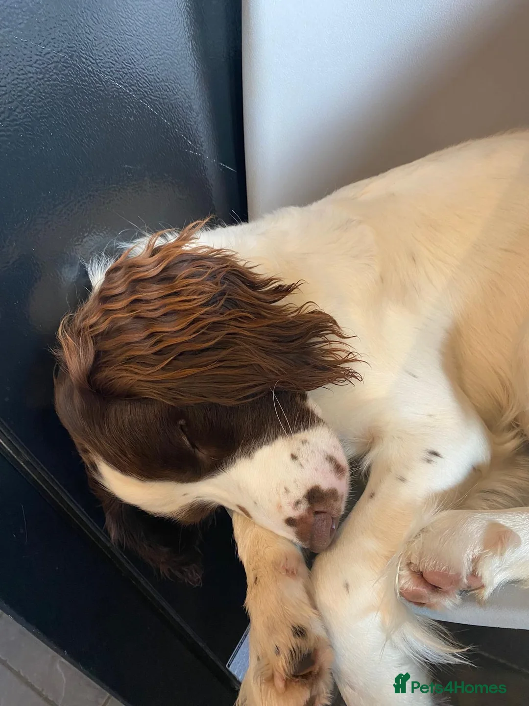English Springer Spaniel dogs for sale: Springer spaniel - Advert 4