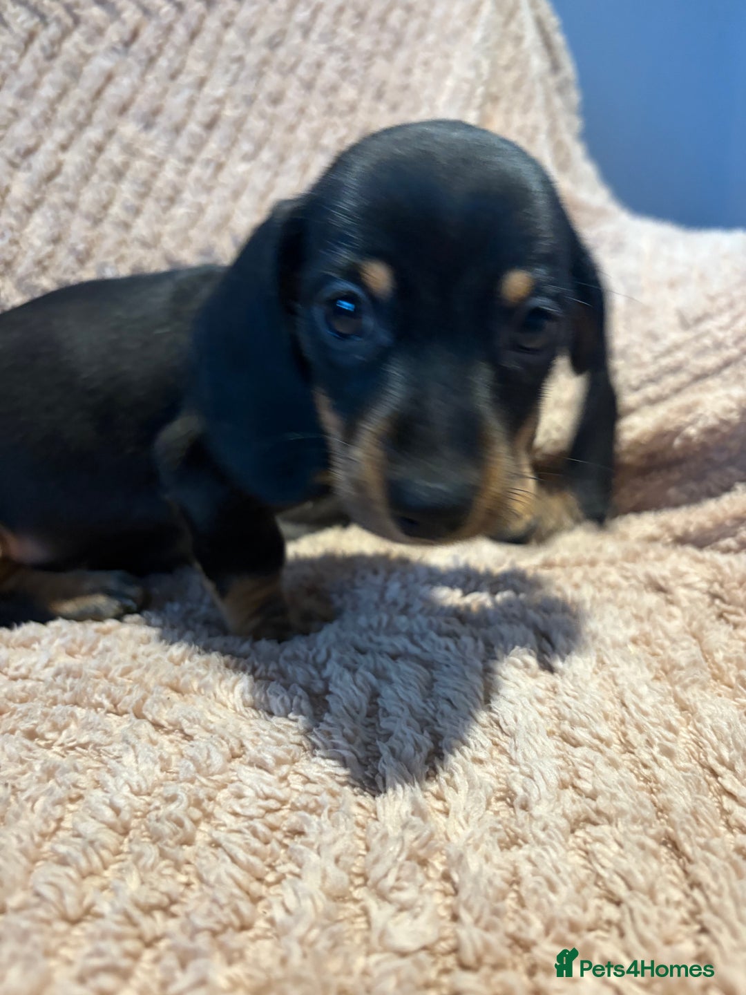 Dachshund dogs for sale: ⭐️KC reg miniature ⭐️Ready now litter Dachshunds  - Advert 16