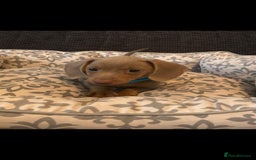 Miniature Dachshund dogs for sale: Mini dachshund  - Image 5
