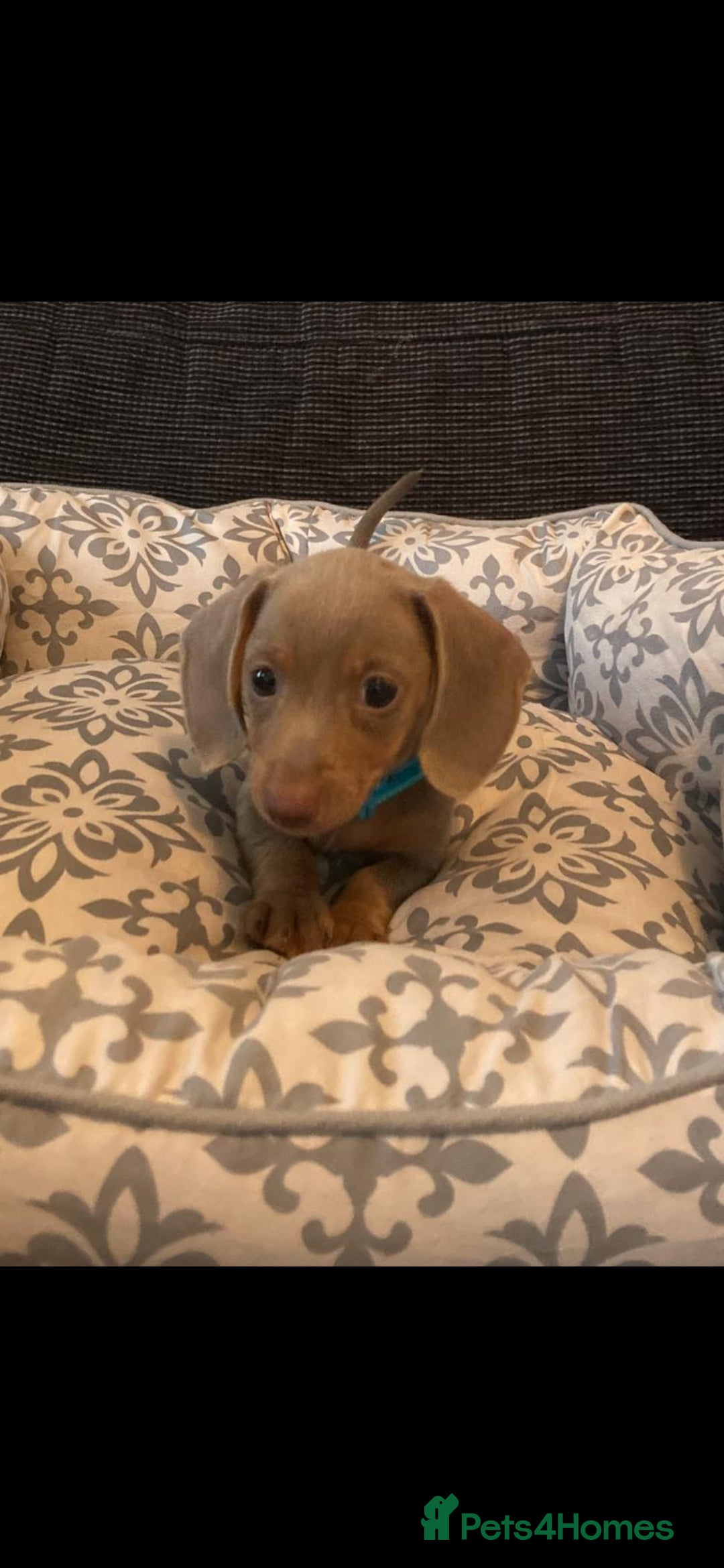 Miniature Dachshund dogs for sale: Mini dachshund  - Image 5