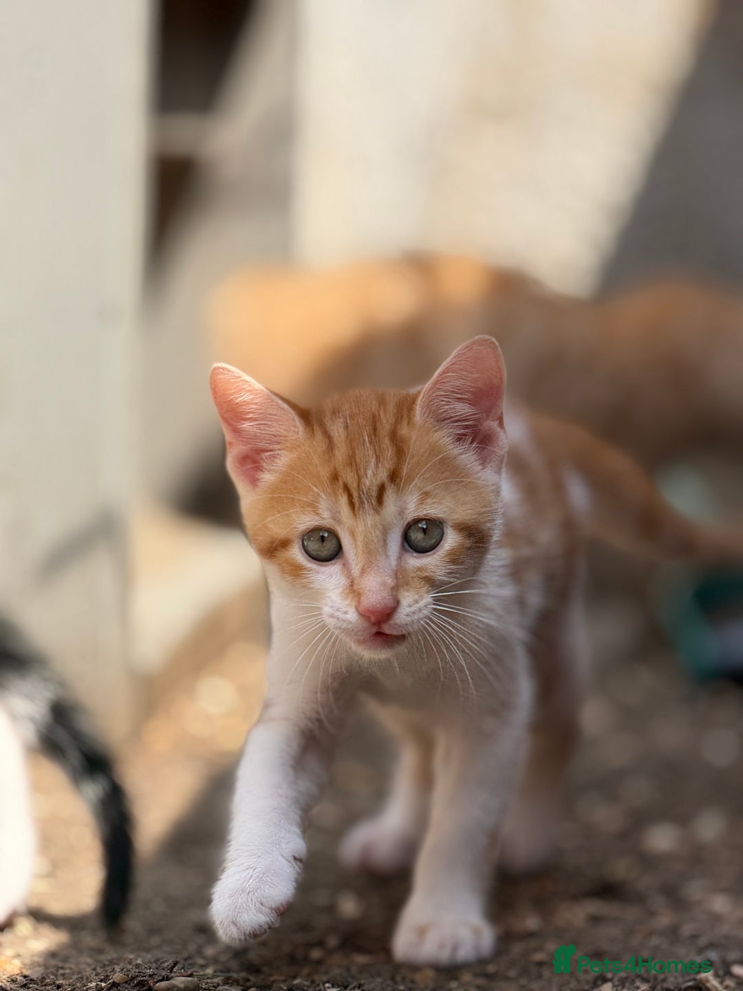 Domestic Shorthair cats for sale: Family-Raised Kittens, Friendly, Playful Ready Now - Image 6