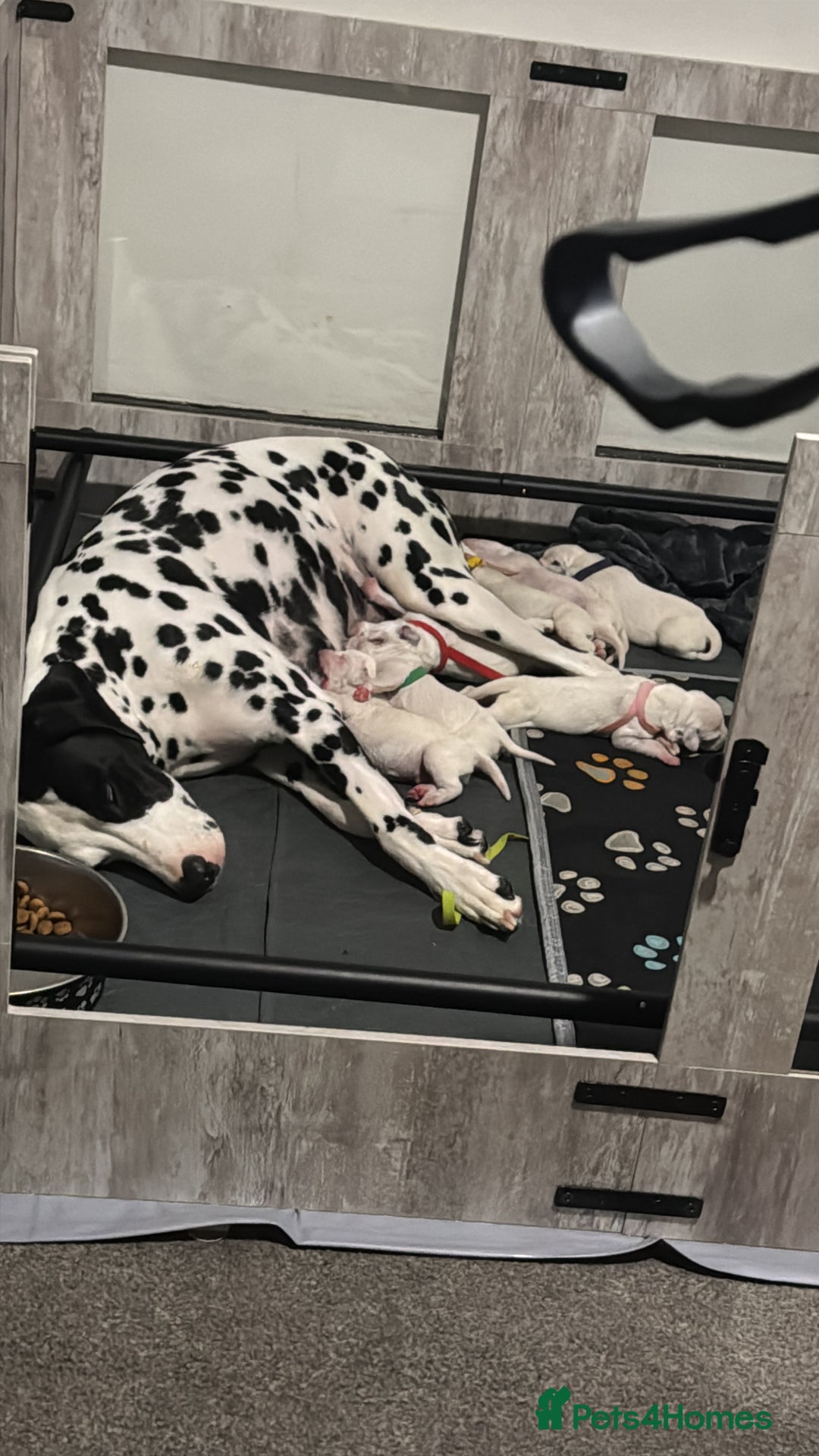 Dalmatian dogs for sale: KC Registered Dalmatian pups! - Advert 13