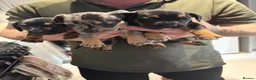 Mixed Breed dogs for sale: 3 gorgeous little babies looking for forever sofas - Advert 4