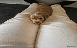 Cocker Spaniel dogs for sale: Beautiful cocker spaniel puppies - Image 5