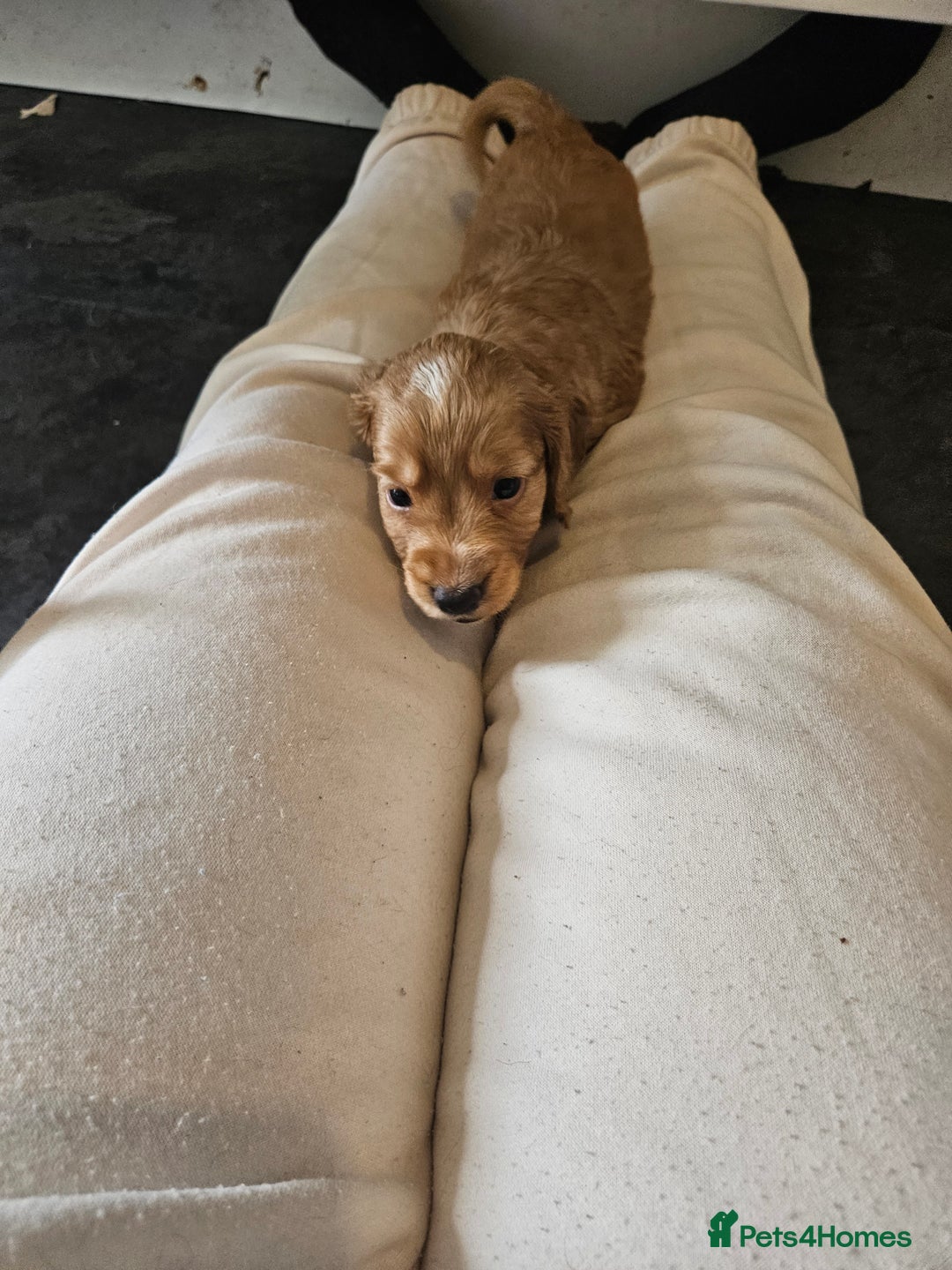 Cocker Spaniel dogs for sale: Beautiful cocker spaniel puppies - Image 5
