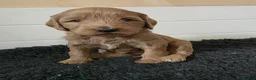 Goldendoodle dogs for sale: Multige. Goldendoodle Puppies. Parents DNA clear!! - Advert 12