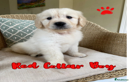 Golden Retriever dogs for sale: Golden Retriever Pups From Health-Tested Parents - Image 6