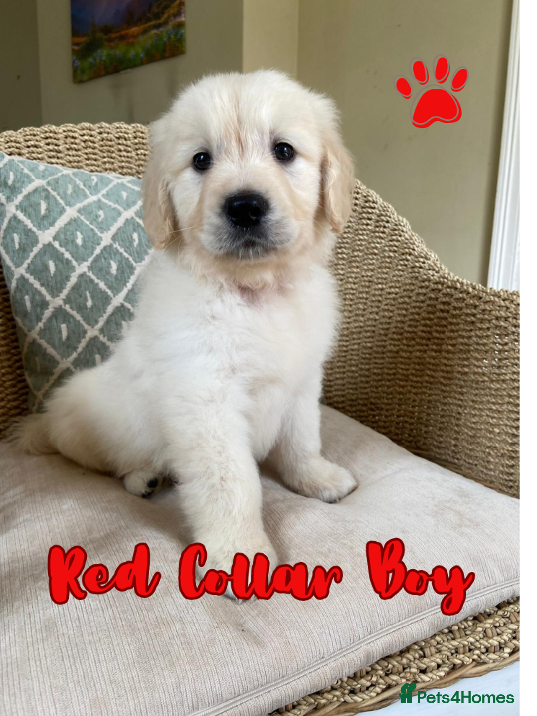 Golden Retriever dogs for sale: Golden Retriever Pups From Health-Tested Parents - Image 6